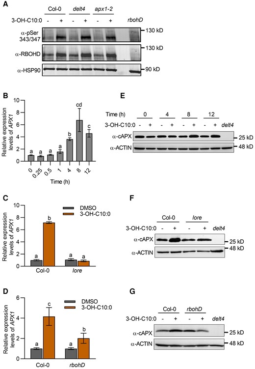 Loss of APX1 does not affect the abundance of RBOHD. A, RBOHD accumulation and phosphorylation after treatment with 3-OH-C10:0 (5 μM). Proteins were detected by immunoblot analysis using α-RBOHD and α-pSer343/347 antibodies, with α-HSP90 used as a loading control. B, APX1 transcript levels at different time points. Total RNA was prepared at the indicated time points after treatment with 3-OH-C10:0 (5 μM). APX1 transcript levels were determined using RT-qPCR. Data are shown as the mean ± SE (n = 3–4). Different letters above the bars indicate significant differences (P ≤ 0.05, one-way ANOVA). C, LORE was required for 3-OH-C10:0-triggered up-regulation of APX1 transcripts. Total RNA was prepared from wild type and lore mutants 8 h after treatment with 3-OH-C10:0 (5 μM). Detection of APX1 transcript levels was similar to that used in (B). Data are shown as the mean ± SE (n = 3–4). Different letters above the bars indicate significant differences (P ≤ 0.05, one-way ANOVA). D, RBOHD contributed to 3-OH-C10:0-triggered up-regulation of APX1 transcripts. The experimental conditions were similar to those used in (C). Data are shown as the mean ± SE (n = 3–5). Different letters above the bars indicate significant differences (P ≤ 0.05, one-way ANOVA). E, APX1 protein abundance at different time points. Total proteins were extracted at the indicated time points after treatment with 3-OH-C10:0 (5 μM). APX1 protein abundance was detected by immunoblot analysis using an α-cAPX antibody, with α-ACTIN used as a loading control. F, LORE was required for 3-OH-C10:0-triggered APX1 protein accumulation. Total proteins were extracted from wild type and lore mutants 8 h after treatment with 3-OH-C10:0 (5 μM). Detection of APX1 protein abundance was similar to that used in (E). G, RBOHD contributed to 3-OH-C10:0-triggered APX1 protein accumulation. The experimental conditions were similar to those used in (F). Experiments for immunoblot analysis in this figure were repeated at least twice with similar trends.
