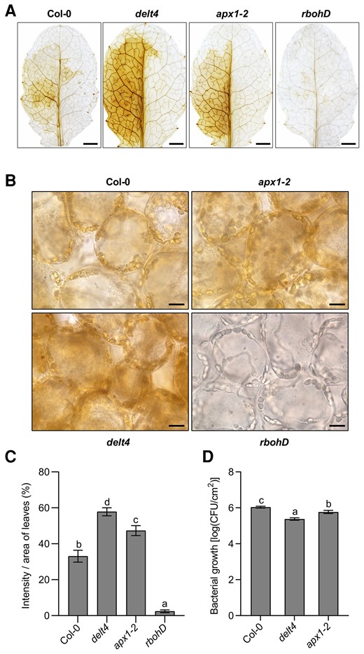The apx1 mutants show increased effector-triggered accumulation of ROS, as detected by 3,3′-DAB. A, Images of representative leaves after DAB staining. The seventh to ninth leaves of 4-week-old Col-0, delt4, apx1-2, and rbohD plants were infiltrated with Pseudomonas syringae pv. tomato (Pst) DC3000 (avrRpt2) at an OD600 of 0.003, with MgCl2 as the control. Bacterial suspensions were infiltrated into the left side of the leaf and the mock control (MgCl2) was into the right side. The leaves were collected 10 h after infiltration and stained with DAB solution. ROS production was visualized as dark-brown precipitates in the detached leaves. Scale bars, 100 μm. B, The subcellular distribution of effector-triggered ROS accumulation. Images were taken from the left half of DAB-stained leaves in (A) under microscopy. Scale bars, 10 μm. C, The intensity of brownness from DAB-stained leaves in (A). DAB staining per unit area of leaves was quantified using the ImageJ software. Data are shown as the mean ± SE (n = 10). Different letters above the bars indicate significant differences (P ≤ 0.05, one-way ANOVA). The experiment was repeated 3 times with similar results. D, apx1 mutants showed enhanced resistance against Pst (avrRpt2). Leaves derived from 5-week-old plants with the indicated genotypes were inoculated with Pst (avrRpt2) at an OD600 of 0.0001. The bacterial population in the leaf was determined 3 dpi (day postinoculation). Data are presented as the mean ± SE (n = 9). Different letters above the bars indicate significant differences between different genotypes (P ≤ 0.05, one-way ANOVA).