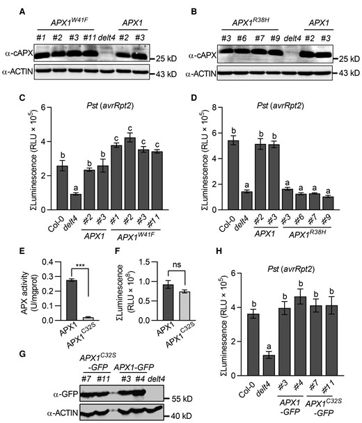 APX1 catalyzes the luminol-H2O2 reaction in vivo. A, APX1 protein levels in the 4 independent pAPX1::APX1W41F/delt4 transgenic lines. Total proteins were extracted from 4-week-old leaves and detected by immunoblot analysis using an α-cAPX antibody, with α-ACTIN used as a loading control. B, APX1 protein levels in the 4 independent pAPX1::APX1R38H/delt4 transgenic lines. The experimental conditions were similar to those used in (A). C, Transformation of APX1W41F rescued the luminol-emitted long-lasting light signals of delt4 mutants. Light signals were measured using a luminol-based assay after treatment with Pseudomonas syringae pv. tomato (Pst) DC3000 (avrRpt2). The bar graph indicates the total integrated photon counts within 1–10 h after incubation with avirulent bacteria (OD600 = 0.03). D, Transformation APX1R38H failed to complement the luminol-emitted long-lasting light signals of delt4 mutants in response to Pst (avrRpt2). The experimental conditions were similar to those used in (C). E, Analysis of the enzymatic activity of MBP-APX1 and MBP-APX1C32S recombinant proteins using ascorbate as a substrate. Data are shown as the mean ± SE (n = 3, ***P ≤ 0.001, t test). F, Analysis of the enzymatic activity of MBP-APX1 and MBP-APX1C32S recombinant proteins using luminol as a substrate. Values represent the total photon counts within 10 min. Data are shown as the mean ± SE (n = 7). Ns stands for no significant differences (t test). G, APX1 protein levels in the 2 independent pAPX1::APX1C32S-GFP/delt4 transgenic lines. Total proteins were extracted from 4-week-old leaves and detected by immunoblot analysis using an α-GFP antibody, with α-ACTIN used as a loading control. H, Transformation of APX1C32S complemented the luminol-emitted long-lasting light signals of delt4 mutants in response to Pst (avrRpt2). The experimental conditions were similar to those used in (C). Data are presented as the mean ± SE (n = 7 in C; 10 in D, 8 in H). Different letters above the bars indicate significant differences between different genotypes (P ≤ 0.05, one-way ANOVA).