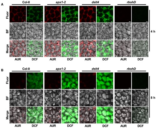 Fluorescence imaging of ROS accumulation in response to avirulent bacteria. ROS accumulation was detected by AUR or H2DCFDA staining. The abaxial side of 4-week-old leaves from Col-0, apx1-2, delt4, and rbohD plants was infiltrated with Pst (avrRpt2) at an OD600 of 0.03. Fluorescence was observed at 4 (A) and 8 h (B) after bacterial infiltration. Before microscopic observation, leaves were infiltrated with a solution of AUR or H2DCFDA and incubated for 15–30 min. At least 6 leaves were observed for each treatment, and representative images were shown. Black arrowheads indicate the apoplast space, while white arrowheads indicate the cytoplasm. Scale bars, 15 μm. Fluor, fluorescence; BF, bright field. The experiment was repeated 3 times with similar results.
