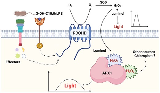 A schematic model illustrating APX1-mediated monitoring of the kinetics of long-lasting production of ROS in the cytosol. LPS, 3-OH-C10:0, or bacterial effectors trigger a long-lasting ROS burst in the cytosol. When ROS production is monitored by a luminol-based chemiluminescence assay, cytosolic APX1 serves as a catalyst for luminol oxidation. The model was created with BioRender.com.