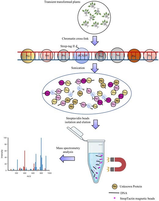 The principle of R-ChIP–dCas9. Dead Cas9 (dCas9) is fused with Strep-Tag II to generate a dCas9–Strep fusion gene (still termed as dCas9 in this figure), and the gRNA is designed to bind to the target genomic DNA region. After transient transformation, the dCas9–gRNA complex binds to the target DNA site and is then crosslinked using formaldehyde. After crosslinking, the chromatin is sonicated into short fragments, and then is purified using StrepTactin beads to isolate the DNA fragments bound by dCas9–Strep. The proteins bound to the target DNA region are enriched in the purified DNA fragments and are directly analyzed using mass spectrometry.