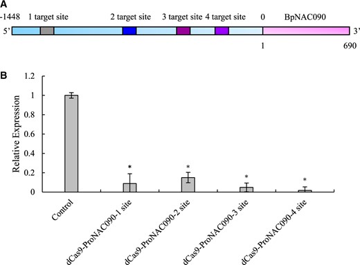 Detection of the binding of dCas9–gRNA complex to the target genomic DNA region. Four target DNA sites for dCas9 binding were designed, gRNAs were synthesized accordingly to construct the CRISPR–dCas9 plant expression vector for each gRNA, and the constructed CRISPR–dCas9 vector was transformed into Agrobacterium tumefaciens. Then, transient transformation was performed for each constructed CRISPR–dCas9 vector, respectively. At the same time, dCas9–Strep without gRNA was also transiently transformed as the negative control. Silenced expression of BpNAC090 induced when dCas9 bound to the promoter of BpNAC090 was detected using RT–qPCR. Three independent experiments were performed. Error bar indicates standard deviation (Sd) from the three experiments. A t test was performed. Asterisk indicates significant (*P < 0.05, t test) difference from the negative control. In panel A, 0 indicates translation initiation site (TIS).