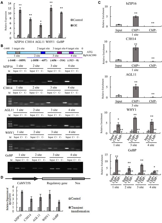 Analysis of the TFs binding to the BpNAC090 promoter and their regulation of BpNAC090. A, Expression levels of the studied TFs. Vectors expressing the studied TFs were transiently transformed into birch for overexpression, and the empty pROKII vector was transiently transformed into birch as a control. The expression levels of the TFs were studied using RT–qPCR. B, ChIP-PCR analysis of the binding of the five studied TFs to the promoter of BpNAC090. The ChIP-PCR products were analyzed using gel electrophoresis. C, ChIP-qPCR assay. The truncated promoter of BpNAC090 bound by the studied TFs according to ChIP-PCR (B) were used for ChIP-qPCR analysis. Relative enrichment: the enrichment of target DNA in ChIP+ or ChIP− relative to input. The ratio of target and internal reference in input was set as 1 to normalize that in ChIP+ or ChIP−. B and C, Input, input sample; ChIP+/C+: sample was immunoprecipitated with anti-Flag antibody; ChIP−/C−: sample was immunoprecipitated with H2O (i.e. no antibody was used, and served as negative control). 1–4 target site/site: Four gRNA target sites (1–4) in the promoter of BpNAC090 that were used for R-ChIP–dCas9 capture, and four truncated regions respectively containing each target site were further used for ChIP-PCR amplification. D, Determination of the regulation of the studied TFs on BpNAC090. The studied TFs were transiently transformed into birch, and RT-qPCR was carried out to study the regulation of BpNAC090 by the studied TFs (Genbank number of bZIP16, C3H14, WHY1, GeBp, AGL11: OP056335, OP056340, OP056336, OP056337, OP056338). A, C, and D, Three independent experiments were performed. Error bar indicates standard deviation (Sd) from the three experiments. A t test was performed. Single and double asterisks, respectively, indicate significant *P < 0.05 and **P < 0.01 (t test) differences from the input.