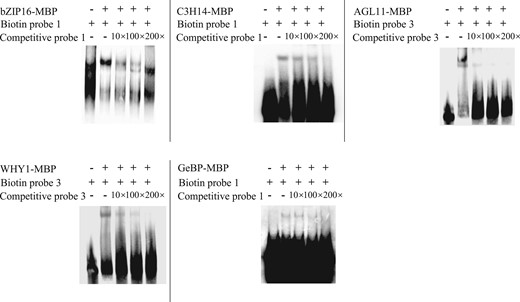 EMSA analysis of the binding of the studied TFs to the promoter of BpNAC090. The TFs bound by the BpNAC090 promoter, as determined by ChIP-PCR, were used as probes for EMSA analysis. bZIP16-MBP, C3H14-MBP, WHY1-MBP, GeBp-MBP, AGL11-MBP: the protein of bZIP16, C3H14, WHY1, GeBp, and AGL11, respectively, fused with maltose-binding protein (MBP) that were expressed in Escherichia coli ER2523. Biotin probe 1, 3: target sites 1 and 3 (shown in Figure 5B) were labeled with biotin and used as probes for EMSA. Competitive probe 1, 3: target sites 1 and 3 (shown in Figure 5B) without label were used as competitive probes for EMSA. 10×, 100×, 200×: Competition for the same labeled probe was tested by adding 10-, 100-, and 200-fold excess of the unlabeled probes (competitive probes).