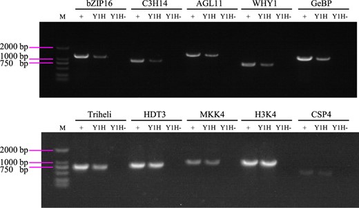 Verification of the reproducibility of R-ChIP–dCas9 using Y1H. The genes identified from R-ChIP–dCas9 were PCR amplified from the Y1H product. The cDNA library was constructed (with the sample used for R-ChIP–dCas9) using SMART technology. Then Y1H was performed using the promoter of BpNAC090 as bait and hybridized with the cDNA library. Y1H: the promoter of BpNAC090 was cloned into pHIS2 and hybridized with the cDNA library, all the positive clones were pooled together for isolating the plasmids and were used as PCR template (Y1H pool). Y1H−: The empty pHIS2 was hybridized with the cDNA library (Y1H pool), and the plasmids were isolated from all the positive clone pool and were used as PCR template (Control pool). +: Input, cDNA library used for Y1H was used as PCR template (Input pool). M: DNA Marker.