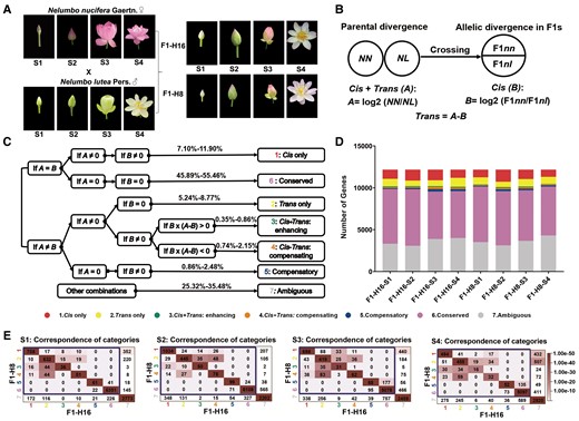 ASE analysis of petal-expressed genes in Nelumbo nucifera (NN), Nelumbo lutea (NL), and their F1 hybrids (F1–H16, F1–H8). A, Petal developmental stages (S1–S4). B, Calculation of cis- and trans-regulatory effects based on ASE of the parents and F1s. A, which represents the total contribution of cis- and trans-regulatory effects to differential gene expression, was measured by the log of the ratio of NN and NL expression levels of the two species. A > 0 indicates higher expression in N. nucifera, while A < 0 indicates higher expression in N. lutea. B, which represents the relative contribution of cis-regulatory effects to the total parental difference (A), was estimated by the log of the ratio of expression levels of the two parental alleles in F1 hybrids. B > 0 indicates a higher expression of the N. nucifera allele, while B < 0 indicates a higher expression of the N. lutea allele. The difference, A–B, represents the relative contribution of trans-regulatory variants to the total parental difference. C, Criteria for classification of genes into seven regulatory categories according to cis- and trans-regulatory effects. The percentage values indicate the ranges, across developmental stages, of the percent of genes in the different categories. D, Numbers of genes in regulatory categories 1–7 (defined in part C) from the two F1 hybrids at four developmental stages. E, Consistency of assignment of genes to regulatory categories. In each graph, the x axis shows the assignment category for hybrid H16, and the y axis shows the assignment category for hybrid H8. Numbers in cells indicate the number of genes with the associated assignment categories. A χ2 test of association yielded χ2 = 22,259.407, 22,605.091, 16,500.858, and 14,738.320 for stages 1–4, respectively, with 25 df, corresponding to P < 10−9 in each case, indicating that numbers in some cells are higher than expected. The color intensity scale in each cell indicates the statistical significance of enrichment (represented by P value) for the overlap of the number of genes (calculated as diag function in R) between F1–H16 and F1–H8 at four developmental stages (Fisher's exact test). The darkest color in diagonal cells represents the most significantly enriched overlap between the two F1 hybrids (P value < 3.35e-26 for all stages).