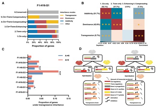 Genes from different regulatory categories exhibit different inheritance modes. A, The proportions of genes exhibiting different inheritance modes for six regulatory categories at S1 in the F1–H16 hybrid. Corresponding results for other stages in F1–H16 and S1–S4 in F1–H8 are shown in Supplemental Table 1. B, The relationship between the regulatory category and inheritance mode for genes exhibiting differential expression among the parental species (A ≠ 0). For each intersection of inheritance (rows) and regulatory category, the color indicates the intensity of gene enrichment (red) and depletion (blue) according to residuals of Pearson's χ2 test of independence. Statistical significance is based on χ2 test (overall χ2 = 2,316.19, df = 6, P value < 0.0001), as indicated by *P value < 0.05, **P value < 0.01, ***P value < 0.001, adjusted by sequential Bonferroni correction. C, Differences between genes with A = 0 and genes with A ≠ 0 in proportion showing transgressive inheritance. The sample size (N) is 24. (N = 4-time points × 2 F1 hybrids × 3 biological replicates per F1 hybrid; χ2 test of independence, *P value < 0.05, ***P value < 0.001, adjusted by sequential Bonferroni correction). D, A model for transgressive inheritance (misexpression) in genes with compensatory cis- and trans-regulatory categories (see text for explanation).