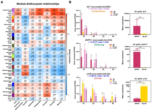 WGCNA of differentially expressed genes. A, Heatmap of relationships between genes with similar expression patterns in WGCNA modules and anthocyanin productions. Numbers in cells are the weight correlations (a measure of correlation of expression levels) between levels of specific anthocyanidins and individual modules, which consist of DEGs with similar expression patterns across samples and stages. P values of correlations are in parenthesis. Module names and the number of genes in modules are on the left of the heatmap. Anthocyanidins are indicated along the bottom of the heatmap. Cell color encodes signs of correlation (red with positive correlation; blue with negative correlation), while the intensity of the color indicates the magnitude of the correlation, as specified by the key to the right. B, Left graphs: Mean ± standard deviation (SD) of expression (as measured by FPKM) of two ABP-related genes (ACT, GSTF11) and one CBP-related gene (LCYE) at the four developmental stages (S1–S4) in the two species and the two hybrids (N = 48, 4-time points × 4 plant individuals × 3 biological replicates per individual). The r value correlations between expression level with pigment content. Different lowercase letters (a, ab, b, bc, c) above the bars indicate significant differences among taxa within a developmental stage as revealed by Duncan's multiple range test (P value < 0.017 for multiple comparisons). Means with the same letter (b and c) were not significantly different. Right graphs: the mean expression levels obtained from RT-qPCR for the same three genes in the two species (three replicates) at stage S1 (Student's t test, ***P value < 0.001). Y axis: Mean Expression (2−ΔΔCt). Error bars represent the SD for three biological replicates in the two lotus species.