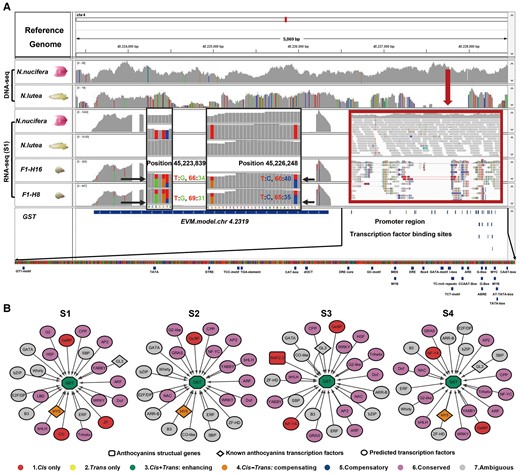 Characterization of GSTF11. A, The IGV profile of gene and promoter information for GST11. The gray histograms for each species or hybrid indicate the relative proportion of reads associated with a 50,000 bp window in the region containing the gene. Colored bars indicate sites with nonreference SNPs. The black arrows and black boxes (Positions 45,223,837–45,223,843 and Positions 45,226,223–45,223,849) indicate regions analyzed for expression divergence of GSTF11 between the two lotus species and the ASE between the two lotus hybrids. The red, blue, orange, and green bars in black boxes represent the relative proportions of T, C, A, and G bases, respectively, at individual nucleotide sites. Gray bars represent sites that were not polymorphic. “T:G” and “T:C” represent the proportions of each base at the SNP locus. The red arrow and red box indicate the deleted region of the GSTF11 promoter in N. lutea compared to N. nucifera. Blue rectangles below the expanded promoter region at the bottom indicate predicted binding-site motifs. B, Gene regulatory networks (GRNs) of GSTF11 and TFs in the “blue” module based on WGCNA as predicted by Genie 3 and Cytoscape for each developmental stage. Arrows represent the direction of regulatory interaction: from TFs to target genes. Predicted TFs were identified based on sequence similarity with Arabidopsis genes. The color of the TF indicates its regulatory category.