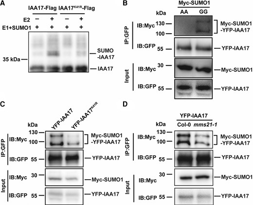 IAA17 is SUMOylated at its K41 residue and mediated by AtMMS21. A, The SUMO conjugation of IAA17 was detected by using a reconstituted SUMOylation system in Escherichia coli. Flag-tagged IAA17 or the mutant with Lys-41 was expressed in Escherichia coli. In the presence of E1 and SUMO1 with or without E2, the unconjugated and SUMO-conjugated IAA17-Flag were detected by using an anti-Flag antibody. B, In vivo SUMOylation of IAA17 was detected in Arabidopsis protoplast. YFP-IAA17 and Myc-SUMO1GG or Myc-SUMO1AA were co-transformed in Arabidopsis protoplast. Total proteins were immunoprecipitated with an anti-GFP antibody, and the immunoprecipitated proteins were detected with anti-GFP and anti-Myc antibodies. C, K41 is a major SUMOylation site of IAA17 in vivo. YFP-IAA17 or YFP-IAA17K41R was co-expressed with Myc-SUMO1 in Arabidopsis protoplast. Total proteins were immunoprecipitated with an anti-GFP antibody, and the immunoprecipitated proteins were detected with anti-GFP and anti-Myc antibodies. D, SUMOylation of IAA17 is mediated by AtMMS21. YFP-IAA17 and Myc-SUMO1 were co-transformed in Col-0 and mms21-1 protoplast. Total proteins were immunoprecipitated with an anti-GFP antibody, and the immunoprecipitated proteins were detected with anti-GFP and anti-Myc antibodies.