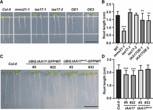 SUMOylation of IAA17 is involved in root development. A, The phenotypes of root developmental defect in mms21-1 and IAA17 overexpression lines (OE). The photograph was taken 7 days after germination. Bar, 1 cm. B, The measurement of the root lengths of Col-0, mms21-1, OE1, OE2, and T-DNA insertion mutants iaa17-1 and iaa17-2. The data are means ± Sd from at least 15 seedlings in 3 biological independent experiments. **P < 0.01, ***P < 0.001, Student's t test. C, The phenotypes of the root development of Col-0, UBQ:IAA17-GFP/WT, and UBQ:IAA17K41R-GFP/WT. The photograph was taken 7 days after germination. Bar, 1 cm. D, The measurement of the root lengths of Col-0, UBQ:IAA17-GFP/WT, and UBQ:IAA17K41R-GFP/WT. The data are means ± Sd from at least 15 seedlings in 3 biological independent experiments. ***P < 0.001, Student's t test.