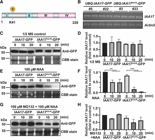 SUMOylation of IAA17 inhibits IAA17 degradation. A, Schematic diagram of an IAA17 protein structure. The relative positions of Domains I, II, III, and IV in the IAA17 protein structure are indicated. S, the position of the SUMOylation site, K41. B, Gene expression of IAA17 in UBQ:IAA17-GFP/WT and UBQ:IAA17K41R-GFP/WT. The relative expression of IAA17 in UBQ:IAA17-GFP/WT and UBQ:IAA17K41R-GFP/WT was detected by RT-PCR. Actin2 was used as a loading control. C, IAA17 protein levels in UBQ:IAA17-GFP/WT and UBQ:IAA17K41R-GFP/WT. UBQ:IAA17-GFP/WT and UBQ:IAA17K41R-GFP/WT were treated with 1/2 MS for 0, 10, and 20 min. The protein levels of IAA17-GFP in the seedlings were detected by immunoblotting analysis using a GFP antibody. The loading controls from Coomassie Blue staining are shown at the bottom. D, Quantification of an IAA17-GFP blot in (C). The quantification of IAA17-GFP in 0 min is set to 1. The data are means ± Sd from 2 biological independent experiments. E, IAA17 protein levels in UBQ:IAA17-GFP/WT and UBQ:IAA17K41R-GFP/WT under NAA treatment. UBQ:IAA17-GFP/WT and UBQ:IAA17K41R-GFP/WT were treated with 1/2 MS containing 100 µM NAA for 0, 10, and 20 min. The protein levels of IAA17-GFP in the seedlings were detected by immunoblotting analysis using a GFP antibody. The loading controls from Coomassie Blue staining are shown at the bottom. F, Quantification of the IAA17-GFP blot in (E). The quantification of IAA17-GFP in 0 min is set to 1. The data are means ± Sd from 2 biological independent experiments. *P < 0.05, ***P < 0.001, Student's t test. G, IAA17 protein levels in UBQ:IAA17-GFP/WT and UBQ:IAA17K41R-GFP/WT under NAA and MG132 treatment. UBQ:IAA17-GFP/WT and UBQ:IAA17K41R-GFP/WT were treated with 1/2 MS containing 100 µM NAA and 100 µM MG132 for 0, 10, and 20 min. The protein levels of IAA17-GFP in the seedlings were detected by immunoblotting analysis using a GFP antibody. The loading controls from Coomassie Blue staining are shown at the bottom. H, Quantification of the IAA17-GFP blot in (G). The quantification of IAA17-GFP in 0 min is set to 1. The data are means ± Sd from 2 biological independent experiments. NAA, 1-Naphthylacetic acid.