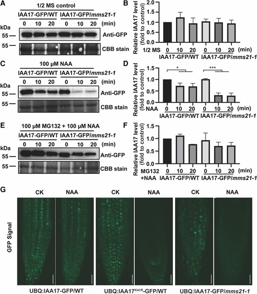 AtMMS21 mediates the SUMOylation of IAA17 regulating IAA17 degradation. A, IAA17 protein levels in UBQ:IAA17-GFP/WT and UBQ:IAA17-GFP/mms21-1. UBQ:IAA17-GFP/WT and UBQ:IAA17-GFP/mms21-1 were treated with 1/2 MS for 0, 10, and 20 min. The protein levels of IAA17-GFP in the seedlings were detected by immunoblotting analysis using a GFP antibody. The loading controls from Coomassie Blue staining are shown at the bottom. B, Quantification of the IAA17-GFP blot in (A). The quantification of IAA17-GFP in 0 min is set to 1. The data are means ± Sd from 2 biological independent experiments. C, IAA17 protein levels in UBQ:IAA17-GFP/WT and UBQ:IAA17-GFP/mms21-1 under NAA treatment. UBQ:IAA17-GFP/WT and UBQ:IAA17-GFP/mms21-1 were treated with 1/2 MS containing 100 µM NAA for 0, 10, and 20 min. The protein levels of IAA17-GFP in the seedlings were detected by immunoblotting analysis using a GFP antibody. The loading controls from Coomassie Blue staining are shown at the bottom. D, Quantification of the IAA17-GFP blot in (C). The quantification of IAA17-GFP in 0 min is set to 1. The data are means ± Sd from 2 biological independent experiments. *P < 0.05, ***P < 0.001, Student's t test. E, IAA17 protein levels in UBQ:IAA17-GFP/WT and UBQ:IAA17-GFP/mms21-1 under NAA and MG132 treatment. UBQ:IAA17-GFP/WT and UBQ:IAA17-GFP/mms21-1 were treated with 1/2 MS containing 100 µM NAA and 100 µM MG132 for 0, 10, and 20 min. The protein levels of IAA17-GFP in the seedlings were detected by immunoblotting analysis using a GFP antibody. The loading controls from Coomassie Blue staining are shown at the bottom. F, Quantification of the IAA17-GFP blot in (E). The quantification of IAA17-GFP in 0 min is set to 1. The data are means ± Sd from 2 biological independent experiments. G, IAA17-GFP signals in the roots of UBQ:IAA17-GFP/WT, UBQ:IAA17K41R-GFP/WT, and UBQ:IAA17-GFP/mms21-1 seedlings under NAA treatment. Five-day-old seedlings were treated with 100 µM NAA for 5 min. and the GFP signals were observed and collected via microscopy with the same settings. Bars, 50 μm. NAA, 1-Naphthylacetic acid.
