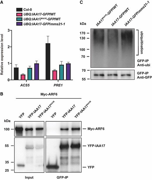 IAA17 SUMOylation regulates the expression of downstream genes by affecting ubiquitination. A, The transcript levels of ACS5 and PRE1 in UBQ:IAA17-GFP/WT, UBQ:IAA17K41R-GFP/WT, and UBQ:IAA17-GFP/mms21-1 transgenic plants. RNA was prepared from 7-day-old seedlings. Actin2 was used as an internal control. The error bars indicate the ± Sd of 3 independent assays. B, The interaction of IAA17 and IAA17K41R with ARF6. The effect of SUMOylation on the interaction between IAA17 and ARF6 was detected via immunoprecipitation. C, The ubiquitination levels of IAA17 in UBQ:IAA17-GFP/WT, UBQ:IAA17K41R-GFP/WT, and UBQ:IAA17-GFP/mms21-1 transgenic plants were detected by immunoprecipitation. The total proteins were extracted from 7-day-old seedlings of UBQ:IAA17-GFP/WT, UBQ:IAA17K41R-GFP/WT, and UBQ:IAA17-GFP/mms21-1. The protein extracts were incubated with GFP beads. After washing, the precipitated signals were measured via immunoblotting analysis with a GFP or ubiquitin antibody.