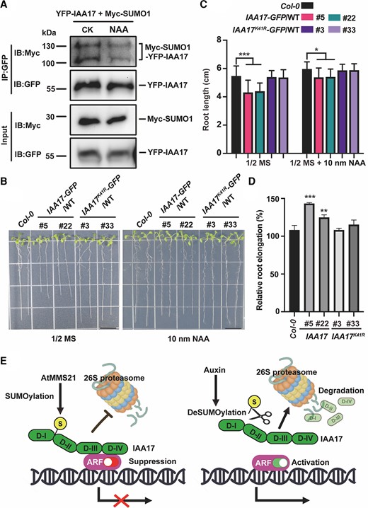 Auxin reduces the SUMOylation level of IAA17. A, In vivo SUMOylation of IAA17 was detected in Arabidopsis protoplast treated with or without 100 µM NAA. YFP-IAA17 and Myc-SUMO1 were co-transformed in Arabidopsis protoplast. The transformed Arabidopsis protoplasts were treated with 100 µM NAA for 30 min. Total proteins were immunoprecipitated with an anti-GFP antibody, and the immunoprecipitated proteins were detected with anti-GFP and anti-Myc antibodies. B, The root length of 14-day-old seedlings grown at 1/2 MS or 1/2 MS supplemented 10 nM NAA. The photo was taken 10 days after germination. Bars, 1 cm. C, The measurement of the root length of 10-day-old seedlings grown at 1/2 MS or 1/2 MS supplemented 10 nM NAA. The data are means ± Sd from at least 15 seedlings in 3 biological independent experiments. *P < 0.05, ***P < 0.001, Student's t test. NAA, 1-Naphthylacetic acid. D, relative root elongation rate comparison with control and NAA treatment. The ratio of the root length under NAA treatment and control conditions is calculated as the relative root elongation rate. The error bars indicate the Sd of 3 biological repeats. **P < 0.01, ***P < 0.001, and Student's t test. E, Proposed model for AtMMS21-mediated SUMOylation of IAA17 involved in the auxin signaling pathway. This model is based on the information provided in this study and the references cited in the discussion.