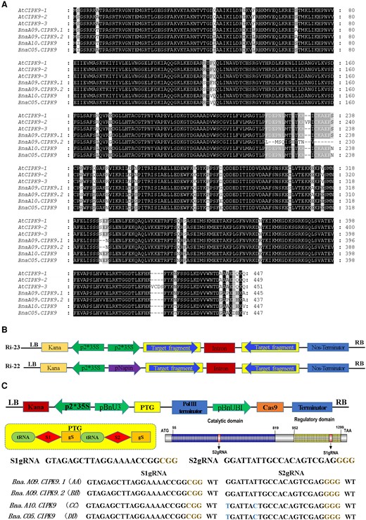 CIPK9 homolog sequences and vector schematic illustrations of RNAi and CRISPR/Cas9 system. A, Alignment of the full amino acid sequence in CIPK9 homologs in Arabidopsis and rapeseed. Conserved residues are marked in black boxes, and similar residues are marked in gray boxes. The alignment is generated using the DNAMAN software. B, Schematic illustration of the RNA interference binary vectors. Ri-22 with Napin promoter; Ri-23 with 35S promoter. C, Characterization of BnaCIPK9 gene editing using the CRISPR/Cas9 system in rapeseed. S1gRNA and S2gRNA target the BnaCIPK9 catalytic and regulatory domains, respectively. Blue-colored nucleotides indicate the SNP in BnaA10.CIPK9 and BnaC05.CIPK9 S2gRNA targets. Brown-colored nucleotides indicate the protospacer adjacent motif.