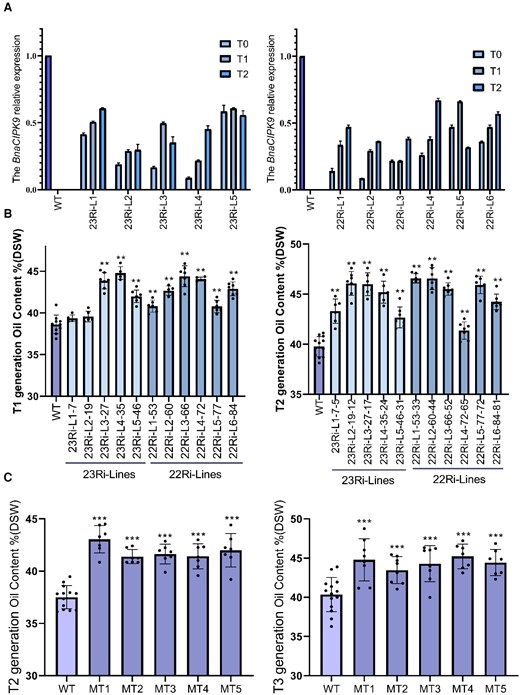 Seed oil content in gene-silenced and loss-of-function mutant lines. A, Relative expression of BnaCIPK9 in developing seeds from T0 to T2 generations. The independent transgenic plant lines with Napin and 35S promoters, respectively. Each independent line included 3–4 inbred lines as biological repeats, and each inbred line had three technical repeats. Error bars indicate standard deviation (n = 9–12). B, Seed oil content in RNAi line mature seeds. Both the T1 and T2 generations were grown under field conditions. C, Seed oil content in bnacipk9 lines. The T2 and T3 generations were grown under growth chamber and field conditions, respectively. B and C, Each independent line included 5–7 inbred lines as the biological repeats. Error bars indicate the standard deviation (n = 5–7). The seed oil content was measured using the NIRS. DSW, dry seed weight. Each dot denotes one plant of the mixed inbred lines within each independent line. Single, double, and triple asterisks indicate significant differences between the transgenic and WT plants with P values of 0.05, 0.01, and <0.001, respectively, as determined using the analysis of variance by the least-significant difference test.