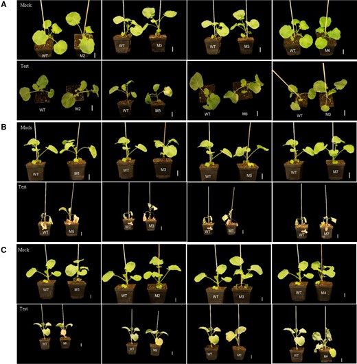 WT and mutant plant performance under abiotic stress. A, Cold, B, drought, and C, NaCl treatments. M1–M7, independent bnacipk9 lines. Five of seven independent bnacipk9 lines were randomly selected to perform each abiotic stress treatment. Mock, 3-week-old plants before the treatment; Test, plants upon the completed corresponding treatments. In every group of “Mock” or “Test” only one WT line was selected from the WT lines with even growth and developmental conditions. Scale bar, 3 cm.