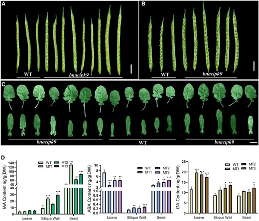 Source organ morphology and hormonal levels in plants. A, Siliques from 15 DAF; B, siliques from 35 DAF; and C, leaves from plants (45 days after sowing), and the siliques were peeled to observe the seeds’ morphology. Scale bar, 3 cm. D, The hormonal level from different tissues. WT, wild-type line; MT, bnacipk9 lines; DW, dry weight. Three independent bnacipk9 lines were selected for this experiment. The error bars indicate the standard deviation (n = 3). Single, double, and triple asterisks indicate significant differences between transgenic and WT plants with P values of 0.05, 0.01, and <0.001, respectively, as determined using the analysis of variance by the least-significant difference test.