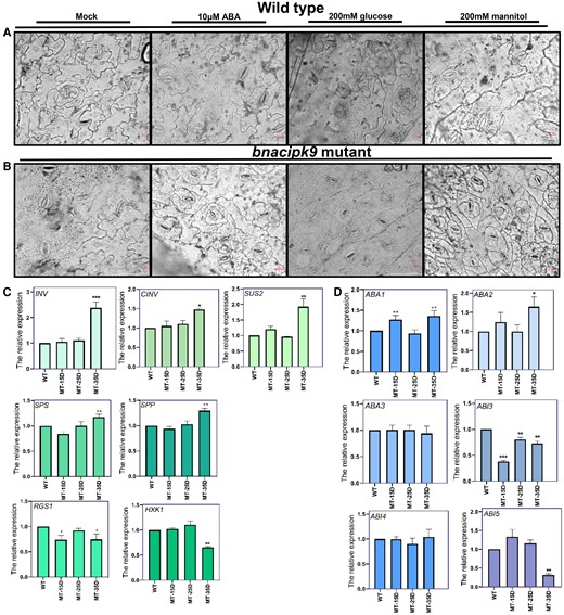 The bnacipk9 mutant is insensitive to glucose and ABA. A and B, Stomatal observation of the epidermis under incubation with ABA and glucose in WT and bnacipk9 mutant lines, respectively. WT and bnacipk9 mutant rape plants acclimated to dark conditions for 12 h and light conditions for 3 h. Intact leaves were incubated in MES-KCl buffer with 10 μm ABA, 200 mM glucose, or 200 mM mannitol for 2 h. Two hours later, the abaxial epidermal strips were promptly peeled off and observed under the microscope. Scale bar: 20 μm. C and D, Glucose and ABA biological pathway-related gene expression levels, respectively. WT, wild-type. MT-15D, MT-25D, and MT-35D denote 15 DAF, 25 DAF, and 35 DAF seeds from bnacipk9 mutants, respectively. Seeds from each stage were investigated using three independent lines. BnaActin7 and BnaUBC2 were used as internal standards. All samples were investigated using three technical replicates. The gene expression levels were determined using RT–qPCR. The error bars indicate the standard deviation (n = 9). Single, double, and triple asterisks indicate significant differences between transgenic and WT plants with P values of 0.05, 0.01, and <0.001, respectively, as determined using the analysis of variance by the least-significant difference test.