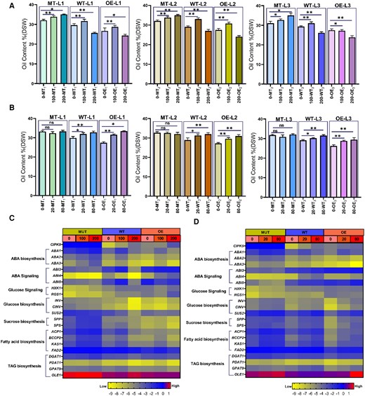 Oil content of maturation seeds and gene expression level induced by ABA and glucose in Arabidopsis. A and B, Oil content of maturation seeds upon glucose and ABA treatments, respectively. MT-L1 to MT-L3, WT-L1 to WT-L3, and OE-L1 to OE-L3 denote three independent lines of corresponding genotype plants. DSW, dry seed weight. Plants with regular development during the florescence stage were sprayed with ABA and glucose in siliques once per 3 days. Asterisks and ns denote significant differences (* P, 0.05 and ** P, 0.01) and no significant differences, respectively between OE or atcipk9 mutant and WT plants by the analysis of variance using the least-significant difference test. Each independent line included 3–4 inbred lines as biological repeats, and each inbred line had three technical repeats. Error bars indicate standard deviation (n = 9–12). C and D, Heat map of genes expression involved in sugar and ABA metabolism and signaling as well as oil metabolism upon glucose and ABA treatments, respectively. The gene expression levels were determined using RT–qPCR. ABA- or glucose-treated developing seeds of 15 DAF from Arabidopsis were selected for this experiment. Each value was obtained using three independent experimental replicates. All samples were investigated using three technical replicates. The expression values were normalized to AtActin2 and AtUBQ10. The color scale represents the gene relative expression score, ranging from low (−9, marked with yellow) to high (1, marked with red). MT, atcipk9 mutant, WT, wild type (Col-0), and OE, overexpression lines. ABA concentration, 0, 20, and 80 μM L−1; glucose concentration, 0, 100, and 200 mM L−1.