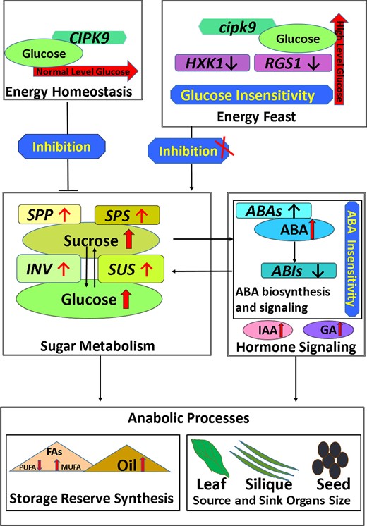 Model map for the role of CIPK9 in regulating seed oil content as well as source and sink organ size. CIPK9 can participate in the regulation of glucose homeostasis. In the cipk9 mutant, the CIPK9 protein loses its function and diminishes the sensitivity to high glucose in plant tissues. Therefore, the cipk9 mutant becomes less sensitive to high glucose, which enhances sucrose and glucose biosynthesis. To reduce the high glucose level, the hormone signaling is triggered, which can enhance the sugar consumption by activating anabolic processes. In the source organs, the enhanced sugar metabolism and improved IAA or GA result in larger leaves and longer siliques. In the sink organs and seed, the synchronically enhanced glucose and sucrose biosynthesis along with improved ABA biosynthesis lead to more active oil metabolism by improving the fatty acid biosynthesis in seeds. ABA, abscisic acid; IAA, indoleacetic acid; GA, gibberellin; FA, fatty acid; PUFA, polyunsaturated fatty acid; MUFA, monounsaturated fatty acid; SPP, SUC-PHOSPHATE PHOSPHATASE; SPS, SUC-PHOSPHATE SYNTHASE; INV, INVERTASE; SUS, SUCROSE SYNTHASE; ABAs, ABA DEFICIENT; ABIs, ABA INSENSITIVE; CIPK9, calcineurin B-like interacting protein kinase 9; HXK1, HEXOKINASE 1; RGS1, regulators of G protein signaling 1.