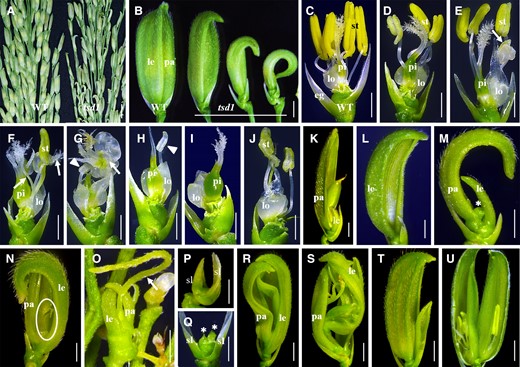 Phenotypes of spikelets in the tsd1 mutant. A, Wild-type and tsd1 panicles. B, Wild-type and tsd1 spikelets. Most tsd1 spikelets showed a reduced size of lemma/palea. C, A wild-type spikelet with lemma/palea removed. D–J, tsd1 spikelets (class II) with lemma and palea removed. Stamen and/or pistil showed reduced numbers and maldevelopment. Arrows in (E–G) indicate an unidentified organ or a chimera tissue; arrowheads in (G, H) indicate a maldeveloped stamen. K, A tsd1 spikelet producing seed. L–O, tsd1 spikelets (class III). The inner organs inside the lemma/palea were almost or thoroughly lost. The asterisk in (M) indicates a short cylinder-like structure; the ellipse in (N) and the arrow in (O) indicate a filamentous structure formed inside the lemma/palea. P, Q, tsd1 spikelets (class IV) without organs inside the sterile lemmas. The asterisks in (Q) indicate the inhibited meristem-like structure. R–U, tsd1 spikelets (class V) lacking the organs of the inner three whorls, replaced with ectopic lemma/palea-like organs or a panicle-like structure (R, S), or containing two florets (T, U). WT, wild-type; eg, extra glume; le, lemma; lo, lodicule; pa, palea; pi, pistil; st, stamen; sl, sterile lemma; bars = 1 cm in (A) and 2 mm in (B–U).
