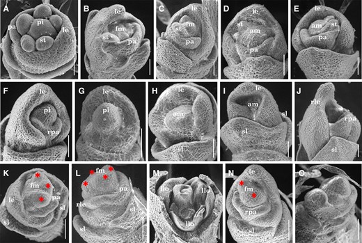 Spikelets at early developmental stages in the wild-type and tsd1 mutant. A, A wild-type spikelet at the stage of stamen and pistil initiation. B–O, tsd1 spikelets. B, C, tsd1 spikelets with several aberrant stamens. D, E, tsd1 spikelets with several aberrant stamens without pistil initiation. F, G, tsd1 spikelets without stamen primordia but a dome in the zone of presumptive pistil primordium. No palea was observed in (G). tsd1 spikelets without organ primordia inside the sterile lemmas (H, I) or lemmas/palea (J). K–L, tsd1 spikelets develop several irregular bumps (indicated by red asterisks) in the putative FM zone. M, tsd1 spikelets develop several lemma-like organs instead of sex organs. N, A tsd1 spikelet with two meristem-like domes (indicated by red asterisks). O, Two floret primordia in the same spikelet with lemma/palea removed. am, arrested meristem; fm, floral meristem; le, lemma; llo, lemma-liked organ; pa, palea; pi, pistil; rle, reduced lemma; rpa, reduced palea; sl, sterile lemma; st, stamen. Bars = 50 µm.