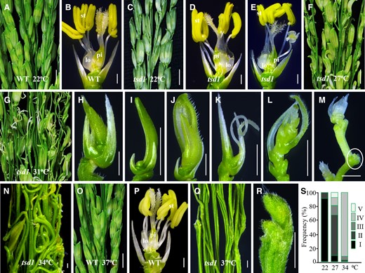 Thermo-sensitive degeneration of tsd1 spikelets. A, B, Wild-type (WT) panicle and spikelet at 22°C. C–E, tsd1 panicle and spikelets at 22°C. F, A tsd1 panicle at 27°C, in which most spikelets showed a curved appearance and defective organs inside glumes. G–M, tsd1 panicle and various severely defective spikelets at 31°C. Spikelets without organs inside defective lemma/palea in (H–J). A filamentous organ formed inside rudimentary glumes (K), and a branch-like structure formed inside glumes (L). Spikelets stagnate at an early stage or are completely terminated (indicated by a white ellipse) in development (M). N, A tsd1 panicle without spikelets except for a few defective ones at 34°C. O, P, Wild-type panicle and spikelet at 37°C. A tsd1 panicle with naked branches without spikelets (Q) and terminated spikelet origination (R) at 37°C. S, The proportions of various spikelet phenotypes in tsd1 at different temperatures. Lemma and palea were removed in (B, D, E, P). lo, lodicule; pi, pistil; st, stamen. Bars = 1 cm in (A, C, F, G, O), 1 mm in (B, D, E, H–M, P), and 200 µm in (N, Q, R).