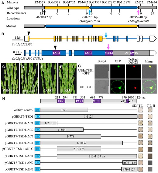 Identification of the TSD1 gene, which encodes a transposase-derived transcription factor. A, Fine mapping and structural analysis of the region between RM555 and RM424 on chromosome 2. The number of recombination events between a marker and TSD1 is shown under the marker. Inversion and translocation were found in the region from 4.66 to 10.70 Mb in the mutant, making Os02g0232500 (indicated by the blue arrow) and Os02g0284500 (indicated by the red arrow) broken into two separate parts, respectively. B, Schematic presentation and the breakpoints of both Os02g0232500 (indicated by the blue arrow) and Os02g0284500 (indicated by the pink arrow). Four conserved functional domains were also shown in Os02g0284500. Boxes indicate exon (white box, untranslated region); solid lines indicate introns. Black arrowheads indicate the editing sites of Cas9-induced knockout. C–F, Genetic complementation test of the tsd1 mutant and Cas9-induced knockout of TSD1 in the wild-type. The wild-type phenotype was recovered in the transgenic plants of the complementation test, while the tsd1 panicle phenotype appeared in all the transgenic plants of TSD1 knockouts. COM, complementation; KO, knockout. G, Subcellular localization of the TSD1-GFP fusion protein in a rice protoplast. The DsRed-OsH2B fusion protein was used as a nuclear localization marker, and the GFP protein alone was used as the control. Bars = 20 μm. H, Transcription activity assay of full-length or truncated TSD1 in yeast. The full-length and a series truncation of TSD1 were fused to the GAL4 BD of the pGBKT7 vector as bait and tested on a selective medium (SD/-Trp/-Leu/-His). The numbers in the boxes indicate the TSD1 amino acid residues used for construction.