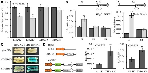 TSD1 binds to the promoters of YABBY1 and YABBY3 to promote their expression. A, Expression of four YABBY genes in wild-type and tsd1 young panicles. The RT-qPCR analysis was performed with three biological replicates. The error bars indicate standard deviation. The difference in relative expression level of each gene between the WT (set to be 1) and mutant was examined with a t test. *P < .05. B, ChIP assay of YABBY1 and YABBY3 in 10-day-old tsd1 seedlings grown under Normal white light conditions. Asterisk indicates the FBS. C, Y1H assay showing the binding of TSD1 to the promoters of YABBY1 and YABBY3. Weak self-activation was shown in YABBY3. D, LUC assay of luciferase activity showed that TSD1 directly enhanced the expression of YABBY1 and YABBY3 in rice protoplasts. The values given in (B, D) are mean ± Sd (n = 3). **P < .01 by t test.