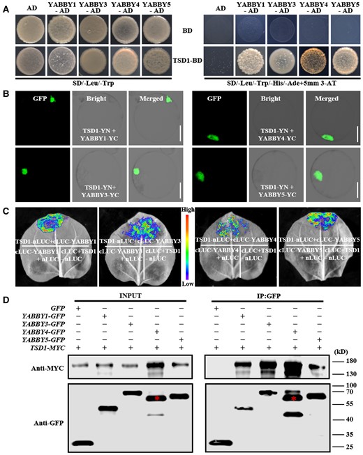 Identification of the interactions between TSD1 and four YABBY proteins. A, Y2H assay of interactions between TSD1 and the four YABBY proteins. TSD1 and four YABBY proteins showed no toxicity in SD selective medium (-Leu/-Trp) and could grow normally. The selection medium (-Trp/-Leu/-His/-Ade) contained 5 mM 3-AT (3-aminotriazole). B, BiFC analysis of interactions between TSD1 and the four YABBY proteins in rice protoplasts. C, LCI assay of interactions between TSD1 and the four YABBY proteins in N. benthamiana leaves. TSD1 was fused to nLUC and four YABBY genes were fused to cLUC. TSD1-nLUC and four YABBY-cLUC from different YABBY genes were used as control. D, Co-IP analysis of interactions between TSD1 and the four YABBY proteins; red asterisks indicate the target bands of YABBY4. Ad, pGADT7; BD, pGBKT7. Scale bars = 10 μm.