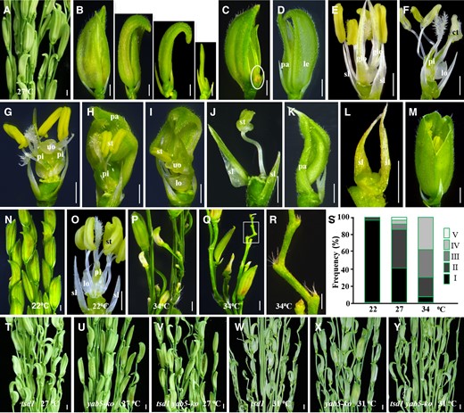 yab5-ko and tsd1 yab5-ko resembled tsd1 in spikelet appearance and response to temperature change. A, Part of a mutant panicle. B–M, Mutant spikelets at 27°C. B, Several spikelets with smaller palea/lemma. C, A spikelet with an additional degenerated-spikelet organ (indicated by an ellipse). D, A spikelet with opened and deformed glumes without the special marginal tissue in palea. E, A spikelet with glume-like organs transformed from lodicules. F, A chimeric tissue transformed from stamens. A spikelet with reduced stamen number but increased pistil number (G) or pistil size (H). I, A spikelet with one stamen and an unidentified organ but without a pistil. J, A spikelet with an abnormal stamen inside lemma/palea. K, A spikelet with a deformed palea without other floral organs. (L) A spikelet without floret. M, A cone-shaped spikelet with completely fused lemma–palea. Part of mutant panicle (N) and a spikelet (O) growing at 22°C. P, Q, Part of mutant panicles growing at 34°C. R, Close-up view of the degenerated spikelets in (Q; indicated by a rectangle). The lemma and/or palea were removed from the mutant spikelets in (E–J, O). S, The proportions of various spikelet phenotypes in yab5-ko at different temperatures. (I) Normal inner three whorls of organs; (II) reduced number and abnormal morphology of stamen and/or pistil; (III) loss of organs inside lemma/palea; (IV) loss of floret; and (V) formation ectopic organs. T–Y, tsd1 yab5-ko showed similar spikelet phenotypes to tsd1 under different temperatures. Increasing temperature aggravates spikelet degeneration in tsd1, yab5-ko, and tsd1 yab5-ko, but without significant morphological alteration was observed between tsd1 and tsd1 yab5-ko spikelets. ct, chimeric tissue; glo, lemma/palea-like organ; le, lemma; lo, lodicule; pa, palea; pi, pistil; sl, sterile lemma; st, stamen; uo, unidentified organ; bars = 1 mm.