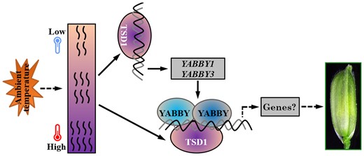 Proposed composition of the TSD1–YABBY complex and its role in acclimatizing spikelet initiation and development to high ambient temperature in rice. TSD1 is highly expressed in spikelets, induced by heat, and specifically enhances the thermotolerance during spikelet morphogenesis. TSD1 could directly bind to the promoters of YABBY1 and YABBY3, and physically interact with YABBY1, 3, 4, and 5. These four YABBY proteins can form homodimers and heterodimers. Given the redundant role of YABBY genes and the broadly similar phenotypes of tsd1, yab5-ko, tsd1 yab5-ko, and triple mutant TOB2-TOB3-RNAi; tob1 (Tanaka et al., 2017), it is reasonable to speculate that these genes likely participate in spikelet development through the cooperative TSD1–YABBY pathway. The arrows represent a direct relationship or positive regulation; the dotted arrows indicate the possible regulation or relationship that has not been directly demonstrated in the specific process.