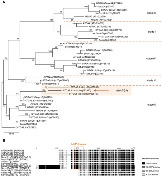 Phylogenetic analysis and domain characterization of StTGAs. A, A rooted phylogenetic tree of potato, tomato, and Arabidopsis TGAs. The mini-TGA branch is shaded and StTGA2.1 is marked (arrow). The branch length scale represents the number of amino acid substitutions per site. The rice OsTGA2.1 (Chern et al., 2001) serves as tree root. B, Protein sequence alignment of clade II TGAs, showing the position of the bZIP domain (box) and the shorter sequences of mini-TGA members, StTGA2.1, StTGA2.4, and SlTGA2.3. The alignment is colored with the Geneious Prime (https://www.geneious.com/) sequence similarity color scheme, based on the identity score matrix. Sequence numbering (aa) is shown above the alignment.