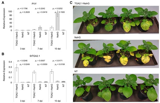 StTGA2.1 attenuates PVY replication in SA-deficient plants. Relative expression levels of (A) PVY and (B) StTGA2.1 in PVY-infected leaves of DEX-treated TGA2.1-NahG line 12 (white), NahG (light grey), and NT (dark grey) plants at 3, 7, and 10 dpi. Average values ± SE from three biological replicates are shown. Significance (P < .05) was determined using a two-tailed t test comparing TGA2.1-NahG with NahG (p1) and TGA2.1-NahG with NT (p2). C, Phenotypic differences in PVY-infected leaves of DEX-treated TGA2.1-NahG line 12, NahG, and NT plants at 10 dpi.