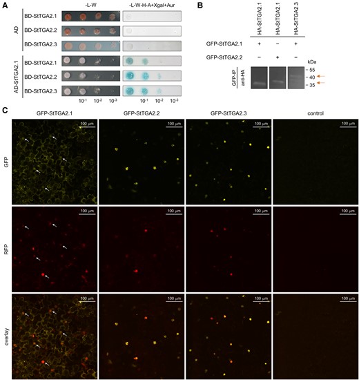 StTGA2.1 can form homodimers, heterodimers, and localizes to diverse cellular compartments. A, StTGA2.1 interactions with itself, StTGA2.2, or StTGA2.3 in the yeast two-hybrid assay. Yeast were cotransformed with bait (BD) and prey (AD) construct combinations and selected on control media without Leu and Trp (-L-W). Positive interactions were determined by yeast growth on selection media without Leu, Trp, His and adenine, with added X-α-galactosidase and Aureobasidin A (-L-W-H-A + Xgal + Aur). B, StTGA2.1 interactions with itself, StTGA2.2, or StTGA2.3 in the coimmunoprecipitation assay. The combination of GFP and HA-tagged proteins expressed in N. benthamiana is indicated for each sample (+/−). Positive interactions were determined by detection of immunoprecipitated (GFP-IP) complexes with anti-HA antibodies. Arrows indicate expected bands. In case of HA-tagged StTGA2.3, two bands were detected, likely due to partial protein degradation. Controls are shown in Supplementary Figure S3. C, Subcellular localization of GFP-tagged StTGA2.1, StTGA2.2, and StTGA2.3 (yellow) with Histone 2B-monomeric red fluorescent protein 1 (H2B-RFP) nuclear marker (red) in N. benthamiana leaves. The p19 silencing suppressor was expressed as control. Protein fluorescence is represented as the z-stack maximum projection. Arrows indicate examples of StTGA2.1 nuclear localization. Scale bars, 100 μm.