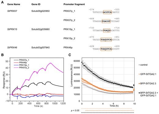 StTGA2.1, together with its interactor StTGA2.3, activates expression of StPRX07. A, TGA-binding motifs in selected StPRX promoters. The predicted motifs are boxed and the nucleotides, differing from the core TGACG(T) sequence, its reverse complement or the TGACGTCA palindrome, are underlined. Numbers indicate position upstream of transcription start site. B, Surface plasmon resonance results, showing the interaction between StTGA2.3 and chip-immobilized PRX15p_1, PRX46p, PRX07p_1, or PRX07p_2 DNA fragments, bound to the chip at ∼38, 41, 65, or 53 response units (RU), respectively. Representative sensorgrams are shown. C, Transactivation assay results, showing in planta StPRX07 promoter activation by GFP-tagged StTGA2.1 (light orange), BFP-tagged StTGA2.3 (dark orange) or a combination of both (black). BFP or GFP-tagged controls and their combination (control) were used to detect the basal promoter activity (grey). Average values ± SE of 18 biological replicates in the first 10 h of measurement are shown. Significance (P < .05) was determined using a two-tailed t test and is shown below the response curve for GFP-tagged StTGA2.1 (light orange), BFP-tagged StTGA2.3 (dark orange), or a combination of both (black) compared with control. The experiment was repeated twice with similar results (Supplemental Figure S8C). RLU, relative light units.