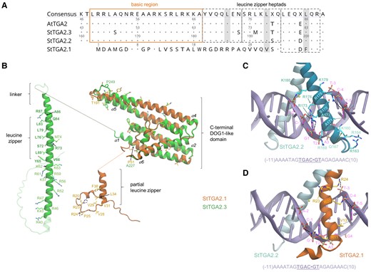 Comparative structural analysis and simulations of StTGA2.1 N terminus interactions with StTGA2.2 and StTGA2.3 bZIP domains. A, Protein sequence alignment of StTGA2.1 N terminus with AtTGA2, StTGA2.2, and StTGA2.3 bZIP domains. The basic region (orange box) and the leucine zipper heptads (grey dashed boxes) are indicated. Conserved amino acids, in respect to the consensus sequence, are marked with dots. StTGA2.1 contains hydrophobic residues (Val31 and Phe38) in two out of three Leu positions in the heptads (grey) and has a completely conserved third heptad. B, Molecular architectures of StTGA2.1 (orange) and StTGA2.3 (green). The StTGA2.3 bZIP domain (aa 40–95), and StTGA2.1 N terminus (aa 1–45) are shown. The C-terminal region is highly conserved between StTGA2.1 (aa 47–240), StTGA2.2 (aa 222–446), and StTGA2.3 (aa 105–327). Helices in the C-terminal part are labelled (α1–α6). Amino acid residues that are discussed in this study are represented as liquorice and labelled for StTGA2.1 (orange) and StTGA2.3 (green). Those forming persistent contacts in the leucine zipper, according to MD simulations, are shown in bold (green). Basic amino acid residues that may contribute to DNA-binding, in the regions aa 40–63 of StTGA2.3 and aa 20–28 of StTGA2.1, are depicted and labelled. Fully nonconservative substitution sites in the putative DOG1 domains are also represented as liquorice. C, Representative snapshot of the MD simulations of the DNA-bound StTGA2.2 homodimer and D, StTGA2.2-StTGA2.1 heterodimer. The DNA double helix is represented in violet. The DNA sequence is shown at the bottom and the binding site core is underlined. A dot is used as a reference at the center of the sequence for numbering the nucleotide residues. StTGA2.1 (orange) and StTGA2.2 (cyan) are represented as cartoon. Salt bridges and hydrogen bonds between protein and DNA are indicated with black dashed lines. Hydrophobic contacts are indicated as dotted lines. Amino acid residues forming persistent interactions are labelled in bold. The presence of a hexacoordinated Mg2+ was assumed (yellow sphere), based on its importance for CREB-bZIP (Moll et al., 2002).