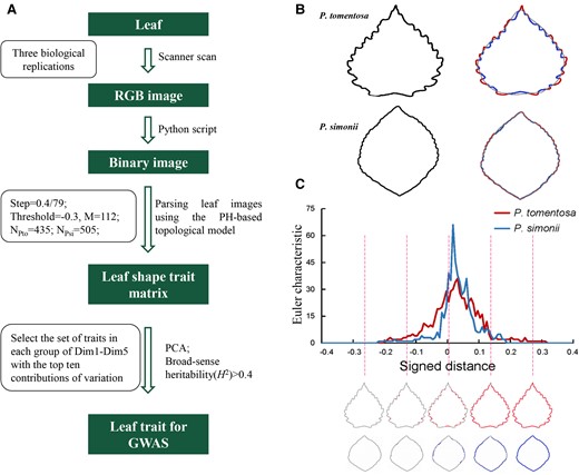 Persistent homology mathematical framework (PHMF) for leaf trait analysis. A, Flowchart showing the genetic basis of leaf morphological characteristics, as revealed by PHMF and topological methods. Important parameters are indicated in the box. B, Contour of P. tomentosa and P. simonii leaves. Plot of the signed distance function from the leaf contour to the elliptical Fourier descriptors; values outside the contour are positive and those inside the contour are negative. C, Euler curve showing Euler characteristic values according to the signed distance function. The number of components connected at the indicated locations (dashed lines) are shown in the curve. Euler characteristic represent the number of connected components minus the number of holes.