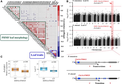 Identification of possible mechanisms underlying natural variation in leaf morphology. A, Correlations of 35 PHMF-based phenotypic values with six traditional multivariate leaf phenotype values in P. tomentosa. Color scale represents correlation coefficient. B, Manhattan plot displaying genome-wide association study (GWAS) results for the PHMF-based phenotypic values in 435 P. tomentosa and 505 P. simonii unrelated individuals. C, Genetic effect of PsiYAB11 (SNP16-4788525) on leaf traits and transcript abundance. The number of each genotype is given above the graph. Middle line indicates the median. Box shows the 5th to 95th percentiles. Whiskers indicate the interquartile range. Dots are outliers.