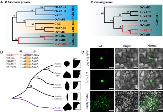 Nucleic acid sequence variation in poplar. A, Phylogenetic consensus tree of YAB2 group in the P. tomentosa and P. simonii genomes. The number on the branch represents the frequency parameter of the branch. B, Phylogenetic relationships of the poplar YABBY11 gene. Phylogenetic consensus tree was performed using the full-length protein sequences of YABBY11 from four subgenera of Populus, including Leuce (P. tomentosa), Aigeiros (P. nigra), Turanga (P. euphratica), and Tacamahaca (P. simonii and P. szechuanica). The number on the branch represents the frequency parameter of the branch. Bars, 1 cm. C, Subcellular localization of PtoYAB11 and PsiYAB11. Transient expression of 35S:PtoYAB11-GFP and 35S:PsiYAB11-GFP in Nicotiana benthamiana leaves is shown. Empty vector was used as a control. Bars, 20 μm.