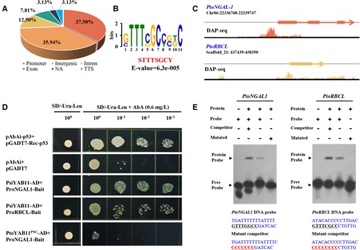 PtoYAB11PSC lost the ability to bind directly to downstream targets. A, Distribution of PsiYAB11 binding sites relative to gene features. B, Enriched DNA motif identified in PsiYAB11 binding sites. E values are shown. C, Integrative genomics viewer images of the PsiYAB11 DNA affinity purification sequencing (DAP-seq) read mapping to the promoters of the PtoRBCL and PtoNGAL-1 genes. D, Y1H assay showing loss of PtoYAB11PSC binding ability to PtoNGALs1 and PtoRBCL promoter fragments. Full-length constructs of PtoYAB11PSC and PsiYAB11 were fused to the GAL4 DBD and expressed in yeast strain AH109 Gold. Transformed yeast was grown in either SD/-Ura-leu-AbA, Trp, or SD/-Ura-leu + AbA media. pGAD-p53 + p53-pAbAi and pGADT7-Ad + Pro-PtoNGALs1–pAbAi were carried out in the same manner as for the positive and negative controls, respectively. E, Electrophoretic mobility shift assay (EMSA) of PtoYAB11 binding to DNA probes of the PtoRBCL and PtoNGAL-1 promoters in vitro. Free and bound DNA (arrows) were separated by acrylamide gel electrophoresis. Unlabeled probes were used as competitors, and mutated probes were produced by replacing the cis-regulating motifs with CCCCCCCC.