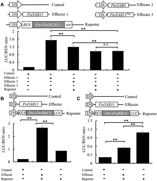 PtoYAB11PSC lost the ability to positively regulate downstream targets. A, Positive regulation of PtoNGALs1 by PsiYAB11 was assayed using the dual-LUC system. B, PsiYAB11 positive regulated PtoRBCL genes. C, Negative regulation of PtoCUC2 by PtoNGAL1 was assayed using the dual-LUC system. The data are means of three biological replicates; error bars represent the standard deviation (SD). Capital letters over each bar indicate significant difference as determined via one-way ANOVA at P < 0.01.