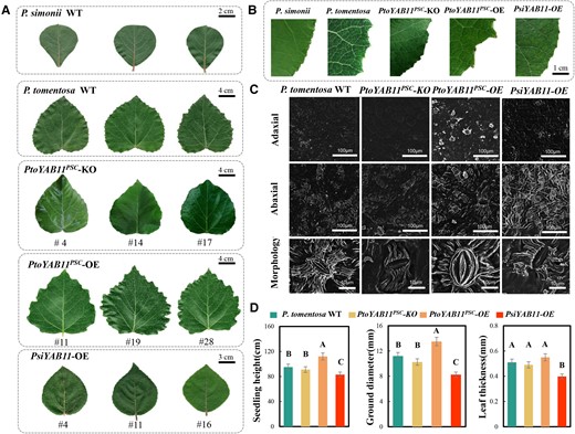 Overexpression of PtoYAB11PSC positively regulates serrated leaf margins and photosynthesis. A, Overexpression of PtoYAB11PSC leading to serrated leaf margins in P. tomentosa. B, Detailed view of serrated leaf margins in PtoYAB11PSC-overexpressing (OE) seedlings. C, Stomatal size and stomatal density in wild-type (WT), PtoYAB11PSC-OE, PtoYAB11PSC-KO, and PsiYAB11-OE seedlings. D, Growth traits of WT, PtoYAB11PSC-OE, PtoYAB11 PSC-KO, and PsiYAB11-OE seedlings. Data are the means of three biological replicates; error bars represent SDs. Capital letters over each bar indicate significant difference as determined via one-way ANOVA at P < 0.01.
