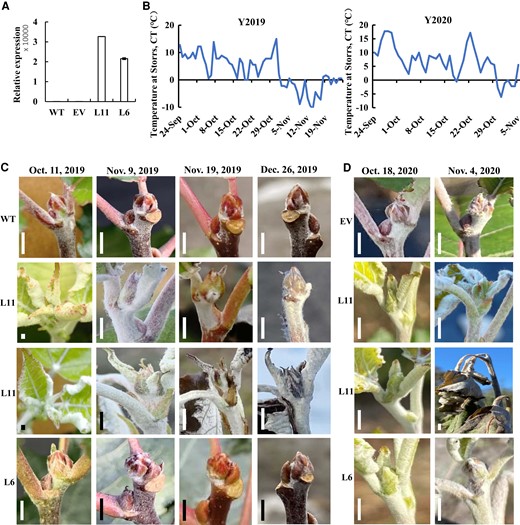 Heterologous expression of AaRVE1 delayed seasonal dormancy in poplar in the field. A, Reverse transcription quantitative PCR (RT-qPCR) analysis to detect the expression of AaRVE1 in transgenic plants expressing AaRVE1 (L11, L6), empty vector (EV), and wild-types (WT). Actin gene was used as an internal control. Data are presented as mean ± Sd (n = 2). B, Lowest daily temperature in the field of Storrs, CT (41.8048° N, 72.2930° W). C and D, Apical phenotypes of the transgenic plants and WT in the field. Bar = 3 mm. In the year of 2019, all the L6 plants (9/9) showed slightly delayed dormancy compared with controls, while all the L11 plants (6/6) continued growing until early November when the temperature dropped below 0°C. The terminal bud of L11 gradually turned into dormancy-like phenotype in the middle of November. In the year of 2020, all the EV plants (6/6) turned into dormancy and stopped growing around October 18, while 42.9% (3/7) of L6 plants and 66.7% (4/6) of L11 plants continued growing until the snowfall and cold temperature (−6.1°C) on October 31.