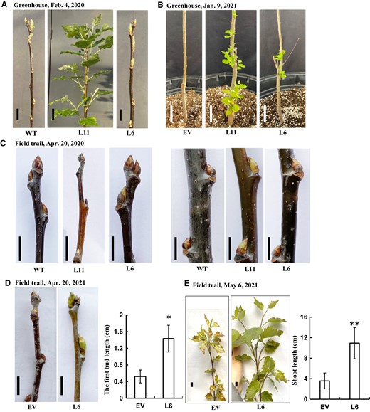 Heterologous expression of AaRVE1 accelerated bud break in both greenhouse and field. A, Accelerated bud break of the transgenic plants expressing AaRVE1 (L11, L6) in the greenhouse at the University of Connecticut. Plants were moved into the greenhouse on December 26, 2019. Photos were taken on February 4, 2020 in the greenhouse. Bars = 2 cm. WT: wild-type. B, Accelerated bud break of the transgenic plants expressing AaRVE1 in the greenhouse at the University of Connecticut. Plants were moved into the greenhouse on December 2, 2020. The temperature range in greenhouse was 21°C–23°C under a 16 h light/8 h dark photoperiod. Photos were taken on January 9, 2021 in the greenhouse. Bars = 5 cm. EV: transgenic plants expressing the empty vector. C, Apical buds and middle-upper part of poplar grown in the field. The apical buds of L11 were frozen to death in the winter of 2019. Photos were taken on April 20, 2020. Bars = 1 cm. D, The first buds (counting from the top) of poplar (L6 and EV) grown in the field in the spring of 2021. The upper buds and stems of L11 were frozen to death in the winter of 2020. Photos were taken on April 20, 2021. Bars = 1 cm. EV: transgenic plants expressing the EV. L6: transgenic plants expressing AaRVE1. EV, n = 4; L6, n = 3. E, The average length of the 1st, 2nd, and 3rd shoots (counting from the top) formed on the plants grown in the field in the spring of 2021. Photos were taken on May 6, 2021. Bars = 1 cm. EV, n = 4; L6, n = 3. All the data in this figure are presented as mean ± Sd. All the statistical significance in this figure was determined using two-tailed Student's t-test by Microsoft Excel. “*” and “**” indicate a significant difference between transgenic AaRVE1 plants and EV at P < 0.05 and P < 0.01, respectively.