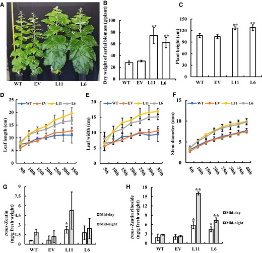 Phenotype characterization and hormone analysis of the transgenic Populus plants expressing AaRVE1 in greenhouse. A, Phenotypes of around three-month-old transgenic poplar (L6, L11) expressing AaRVE1 or EV, and wild-types (WT) under ORNL greenhouse conditions in winter. B, Dry weight of aerial biomass, (C) Plant height, (D) Leaf length, (E) Leaf width, and (F) Stem diameter of around five-month-old transgenic poplar grown in greenhouse in winter (n = 5). G, trans-Zeatin content and (H) trans-Zeatin riboside content in the young stem of transgenic plants and WT (n = 3). Data are presented as mean ± Sd. Statistical significance was determined using two-tailed Student's t-test. “*” and “**” indicates a significant difference between transgenic plants and WT at P < 0.05 and P < 0.01, respectively. All the statistical analysis in the figure were performed using the same method.