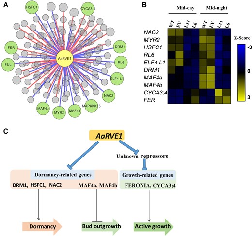AaRVE1 regulated multiple dormancy-related genes and cell division- and cell elongation-related genes. A, Co-expression network analysis of AaRVE1. The significantly DEGs identified by RNA-seq were subjected to co-expression analysis with the expression of the AaRVE1 gene in the transgenic plants L6 and L11, EV, and wild-types (WT) (Supplemental Table 2). Green nodes represent the dormancy-related genes and bud break-related genes. Red and blue edges represent positive and negative co-expression relationships, respectively (P < 0.05 and |Correlation coefficient| > 0.7). B, Expression profiles of the dormancy-related genes and bud break-related genes at mid-day and mid-night. The gene information can be found in Supplemental Table 2. C, Diagram showing the regulation of bud dormancy and bud break in the transgenic plants expressing AaRVE1. DRM1: DORMANCY-ASSOCIATED PROTEIN 1; NAC2: NO APICAL MERISTEM FAMILY PROTEIN; HSFC1: HEAT SHOCK TRANSCRIPTION FACTOR C1; MAF: MADS AFFECTING FLOWERING (MAF)-like; CYCA3; 4: CYCLIN A3; 4.